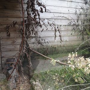 Siberian chipmunk exhibit, 2025-08-17