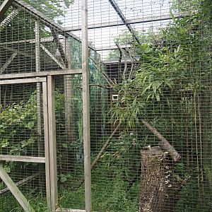 Cape genet exhibit, 2025-08-17