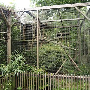 Cape genet exhibit, 2025-08-17