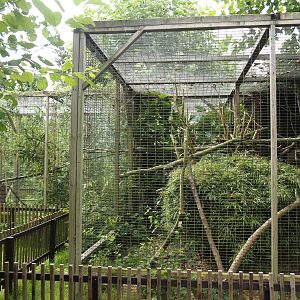 Cape genet exhibit, 2025-08-17