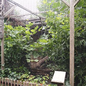 Nubian Ichneumon exhibit, 2025-08-17