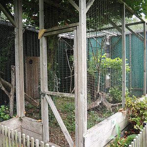 Nubian Ichneumon exhibit, 2025-08-17