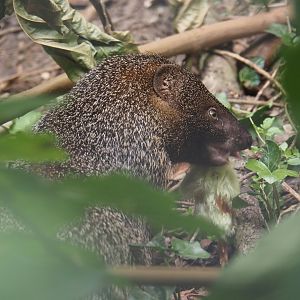 Nubian Ichneumon (Herpestes ichneumon numidicus), 2025-08-17