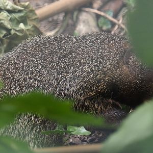 Nubian Ichneumon (Herpestes ichneumon numidicus), 2025-08-17