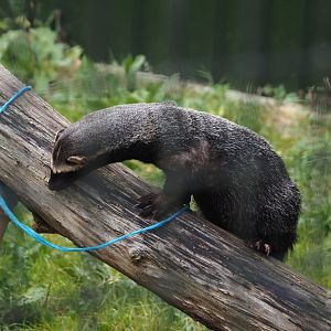 Greater grison (Galictis vittata), 2025-08-17