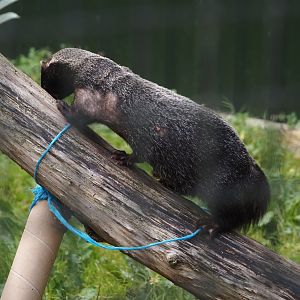 Greater grison (Galictis vittata), 2025-08-17