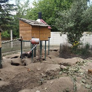 Indian crested porcupine and Yellow mongoose exhibit, 2025-08-17