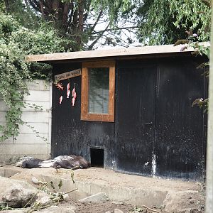 Indian crested porcupine barn, 2025-08-17