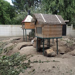 Indian crested porcupine and Yellow mongoose exhibit, 2025-08-17