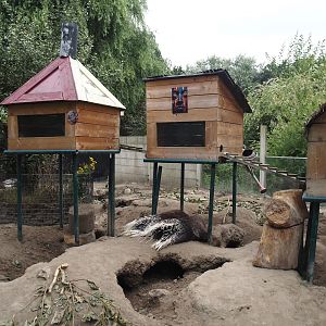 Indian crested porcupine and Yellow mongoose exhibit, 2025-08-17