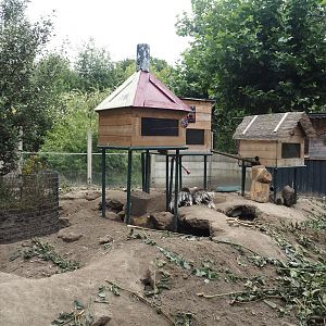 Indian crested porcupine and Yellow mongoose exhibit, 2025-08-17