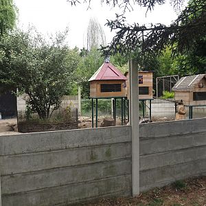 Indian crested porcupine and Yellow mongoose exhibit, 2025-08-17