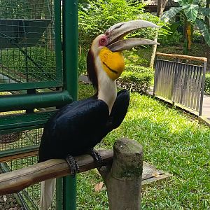 Wreathed Hornbill (Rhyticeros undulatus)