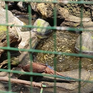 Bronze-tailed Peacock Pheasant (Polyplectron chalcurum)