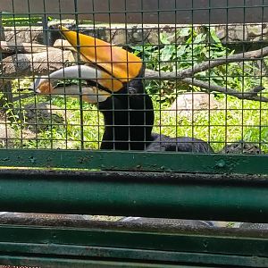 Rhinoceros Hornbill (Buceros rhinoceros)