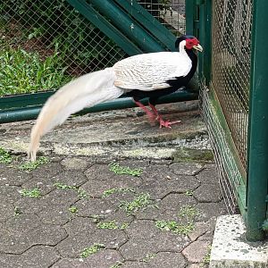 Silver Pheasant (Lophura nycthemera)