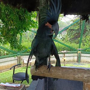 Palm Cockatoo (Probosciger aterrimus)