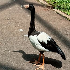 Magpie Goose (Anseranas semipalmata)