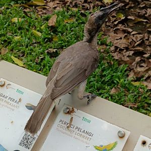 Helmeted Friarbird (Philemon buceroides)