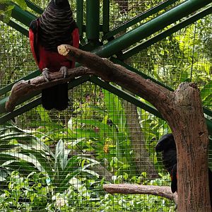 Pesquet's Parrot (Psittrichas fulgidus)