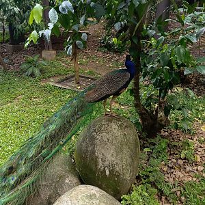 Blue Peafowl (Pavo cristatus)