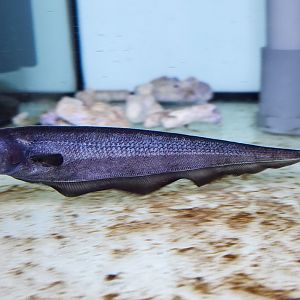 Duckbill Knifefish (Parapteronotus bonapartii)