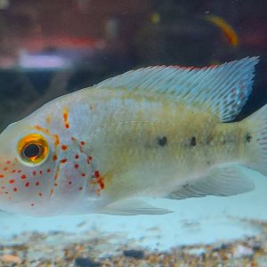 Nautla Cichlid (Herichthys deppii)