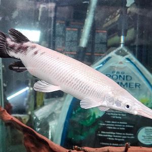 Panda Gar (Atractosteus tropicus var.)