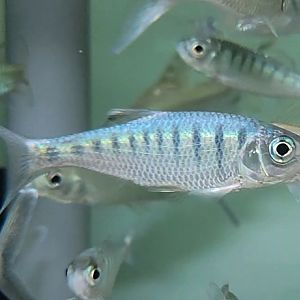 Barred Hill Trout (Opsarius barna)