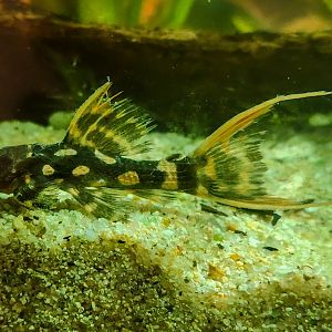 Titanic Pleco (Pseudacanthicus sp. L273)