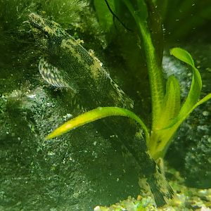 Green Gecko Loach (Homalopteroides tweediei)