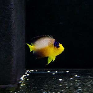 Multicolor Angelfish