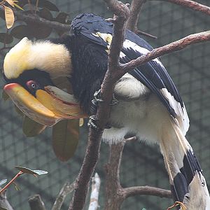 Great hornbill (Buceros bicornis)
