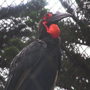 Southern ground hornbill (Bucorvus leadbeateri)