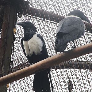 Pied crow (Corvus albus)