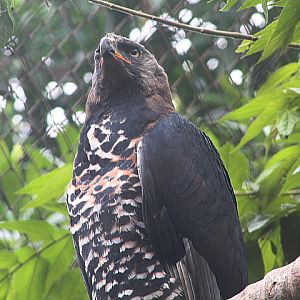 Crowned eagle (Stephanoaetus coronatus)