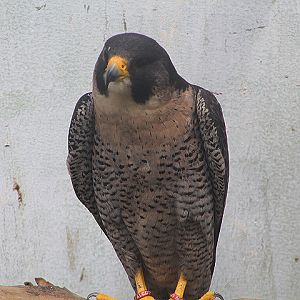European peregrine falcon (Falco peregrinus peregrinus)