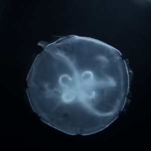 Asian Moon Jelly