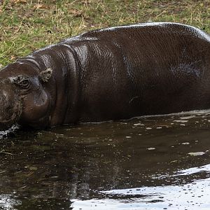 Pygmy hippopotamus : Whipsnade : 01 Aug 2025