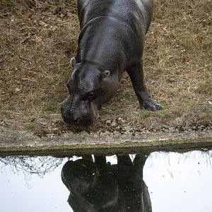 Pygmy hippopotamus : Whipsnade : 01 Aug 2025