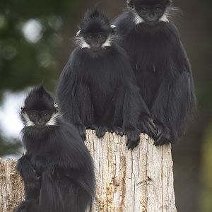 François's langur : Whipsnade : 16 Aug 2025