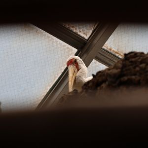 Yellow-billed stork (Mycteria ibis)