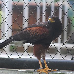 Harris's hawk (Parabuteo unicinctus harrisi)