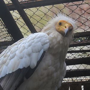 Egyptian vulture (Neophron percnopterus percnopterus)