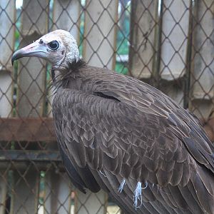 Western hooded vulture (Necrosyrtes monachus 'monachus')