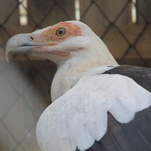 Palm-nut vulture (Gypohierax angolensis)