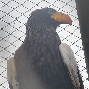 Steller's sea eagle (Haliaeetus pelagicus pelagicus)