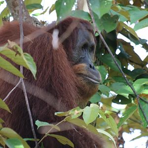 Sumatran Orangutan