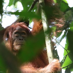 Sumatran Orangutan Female