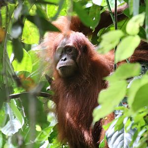 Sumatran Orangutan Youngster